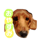 ココちゃんの可愛いスタンプ（個別スタンプ：7）