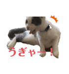 ふじことよしお（個別スタンプ：1）