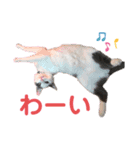 ふじことよしお（個別スタンプ：2）