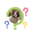 ふじことよしお（個別スタンプ：4）