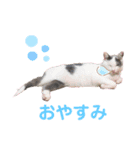 ふじことよしお（個別スタンプ：6）