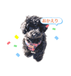 黒トイプ.ぽんず（個別スタンプ：1）