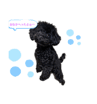 黒トイプ.ぽんず（個別スタンプ：2）