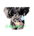 黒トイプ.ぽんず（個別スタンプ：7）