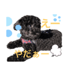 黒トイプ.ぽんず（個別スタンプ：8）