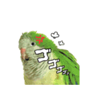 オキナインコ てと part2（個別スタンプ：10）