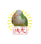 オキナインコ てと part2（個別スタンプ：13）