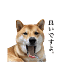 柴犬おもち1（個別スタンプ：1）