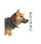 柴犬おもち1（個別スタンプ：2）