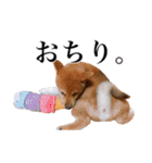 柴犬おもち1（個別スタンプ：3）