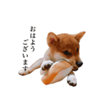 柴犬おもち1（個別スタンプ：5）
