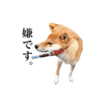 柴犬おもち1（個別スタンプ：6）