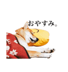 柴犬おもち1（個別スタンプ：7）