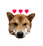 柴犬おもち1（個別スタンプ：8）