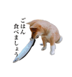 柴犬おもち1（個別スタンプ：9）