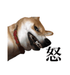 柴犬おもち1（個別スタンプ：10）
