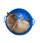 柴犬おもち1（個別スタンプ：11）