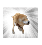 柴犬おもち1（個別スタンプ：12）