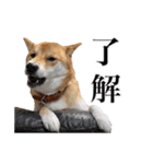 柴犬おもち1（個別スタンプ：13）