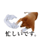柴犬おもち1（個別スタンプ：14）