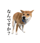 柴犬おもち1（個別スタンプ：15）