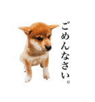 柴犬おもち1（個別スタンプ：16）