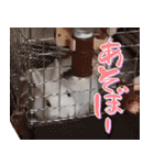 うさぎのととちゃん（実写）1（個別スタンプ：1）