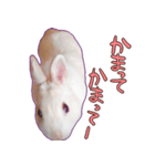 うさぎのととちゃん（実写）1（個別スタンプ：9）