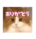 猫のスイさん（個別スタンプ：1）