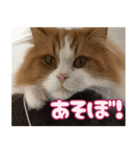 猫のスイさん（個別スタンプ：2）