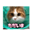 猫のスイさん（個別スタンプ：3）