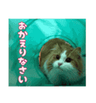 猫のスイさん（個別スタンプ：4）