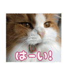 猫のスイさん（個別スタンプ：5）