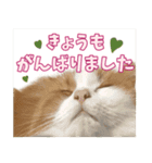 猫のスイさん（個別スタンプ：6）