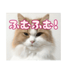 猫のスイさん（個別スタンプ：7）