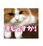 猫のスイさん（個別スタンプ：8）