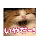 猫のスイさん（個別スタンプ：10）