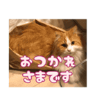 猫のスイさん（個別スタンプ：12）