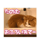 猫のスイさん（個別スタンプ：13）