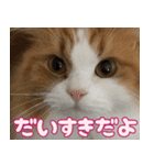 猫のスイさん（個別スタンプ：14）