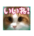 猫のスイさん（個別スタンプ：15）