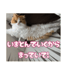 猫のスイさん（個別スタンプ：16）