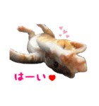 茶トラきょうだい（個別スタンプ：1）