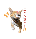 茶トラきょうだい（個別スタンプ：2）