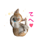 茶トラきょうだい（個別スタンプ：3）