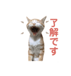 茶トラきょうだい（個別スタンプ：4）