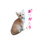 茶トラきょうだい（個別スタンプ：5）