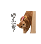 茶トラきょうだい（個別スタンプ：7）