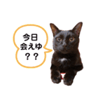 ＊コアちゅんノアちゅん＊2（個別スタンプ：12）