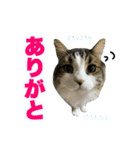 どうも、るーちゃんです（個別スタンプ：1）
